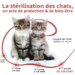 Stérilisation des chats : tous concernés !