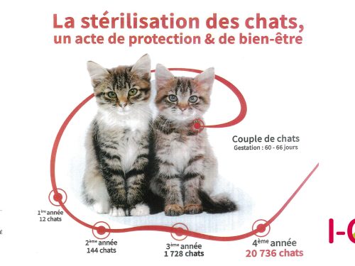 Stérilisation des chats icad villemur sur tarn