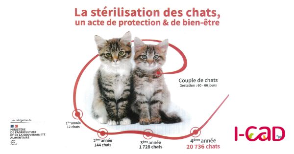 Stérilisation des chats : tous concernés !